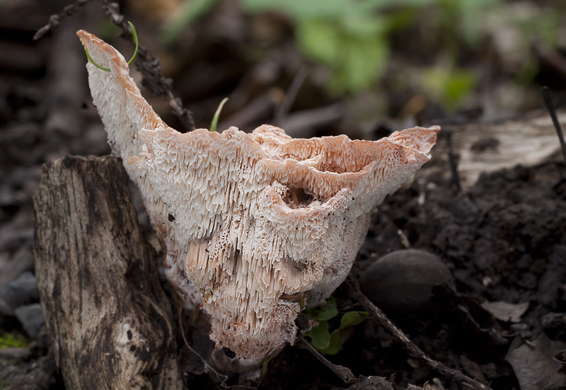 Abortiporus biennis